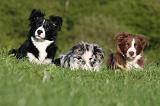 BORDER COLLIE 1514
